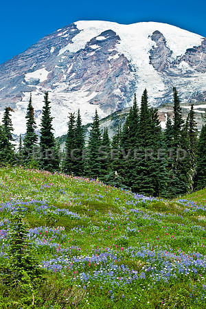 Mt. Rainier, wildflowers, mountain