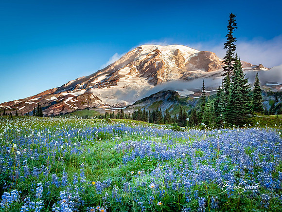 Meadow Blue