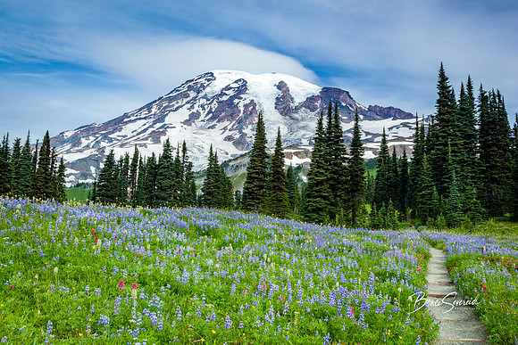 Meadow Walk