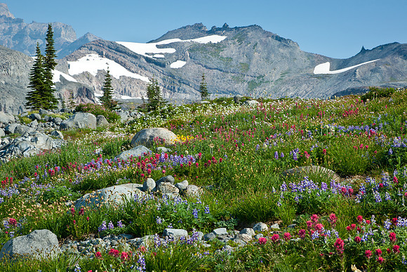Mt Rainier NP, Mt Rainier National Park, flowers, wildflowers