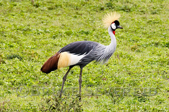 Crowned Crane