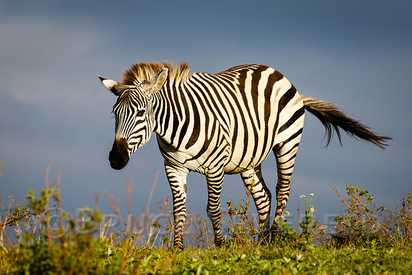 Zebra late in the day