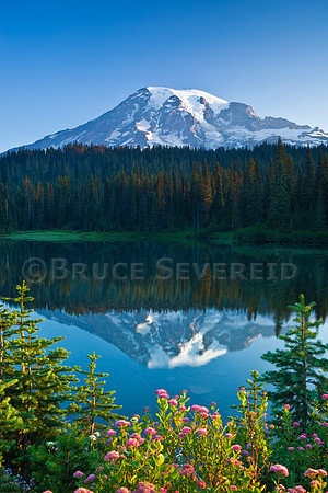Mt Rainier, Mt Rainier NP, Mt Rainier National Park, flowers, Reflection Lake, reflection, lake, mountain