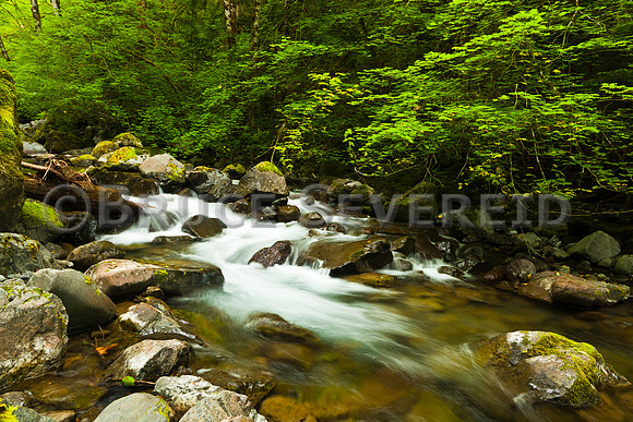 Rocky Brook, WA, stream, creek, water, brook