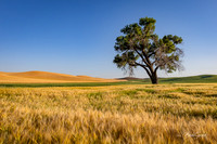 Lone Sentinel