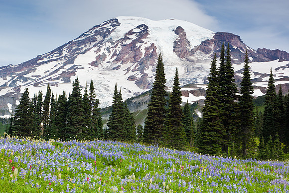 Mt Rainier, Mt Rainier NP, Mt Rainier National Park, mountain, wildflowers, flowers