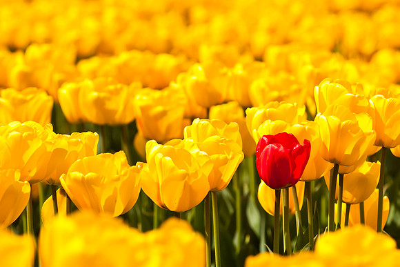 flowers, tulips, Skagit Valley, independence, persistence, defiance, defiant