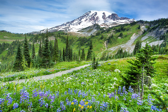 Mazama Ridge, Mt Rainier, Mt Rainier NP, Mt Rainier National Park, mountain, flowers, wildflowers, trail, hike
